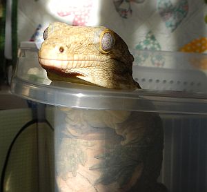 ジュメ1