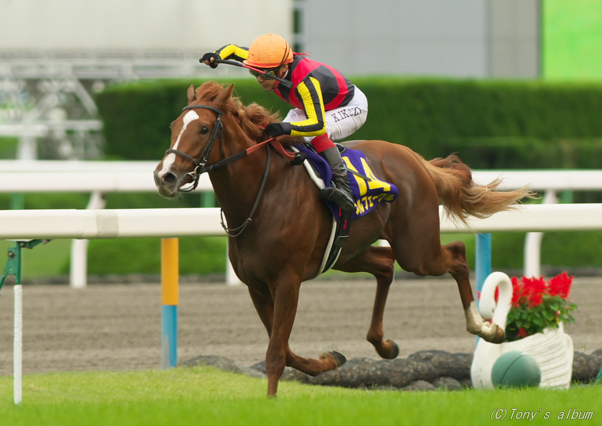 オルフェーブル　第77回菊花賞 (オルフェーヴル,メガネのフチ子) オルフェーブル 第77回菊花賞 (オルフェーヴル,メガネのフチ子)
