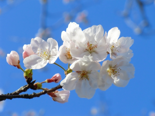 sakura20130321kamakura.jpg