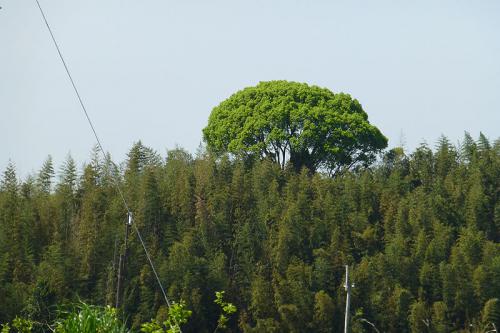 P1000133.jpg