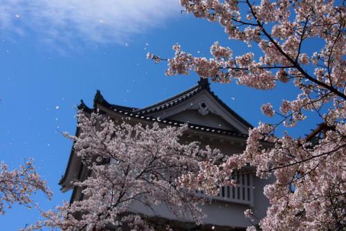 tsuyama_sakura1.jpg