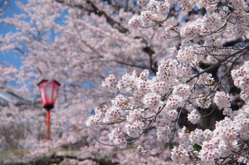tsuyama_sakura2.jpg