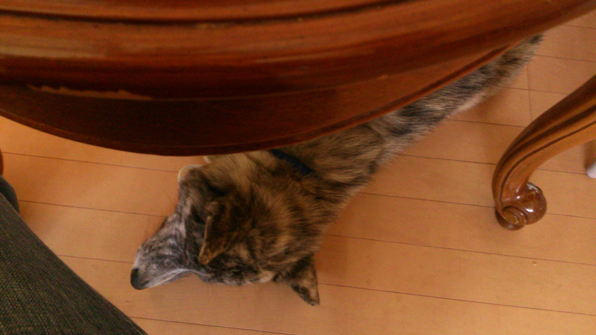 DSC_2342.jpg
