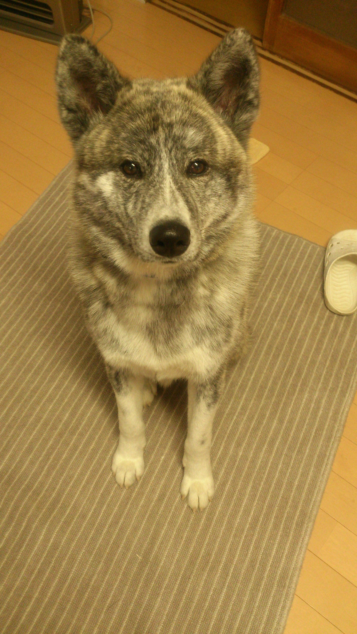 DSC_2387.jpg