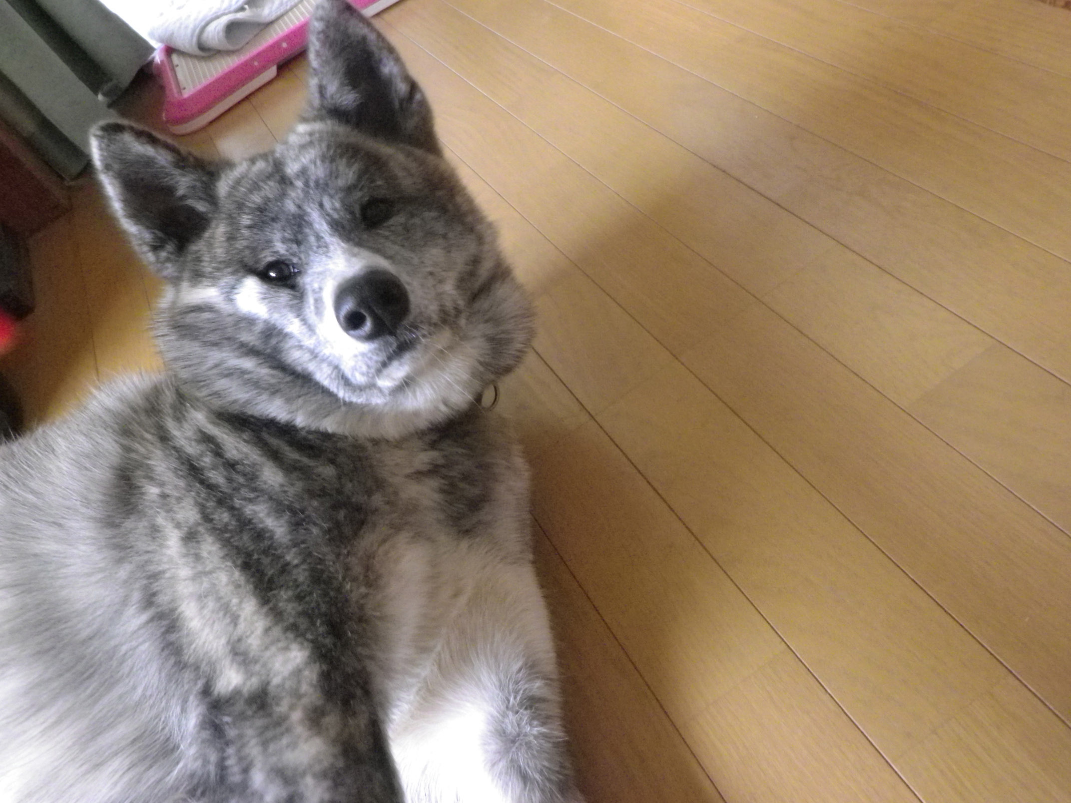 IMGP2294.jpg