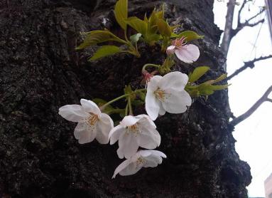 sakura2.jpg