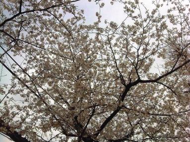 sakura3.jpg