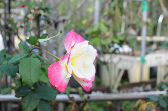 DSC_0890.jpg