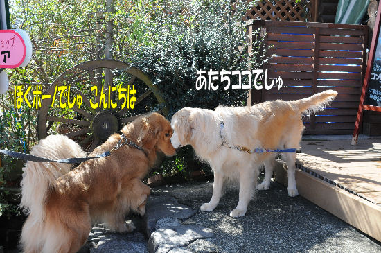 DSC_0917.jpg