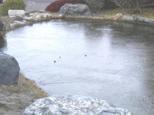 2013-2-25築山の池凍結
