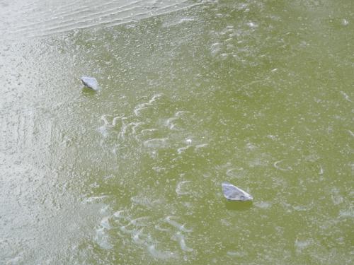2013-2-25池の氷
