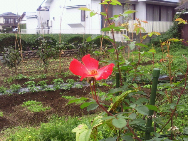 moblog_c87ca202.jpg