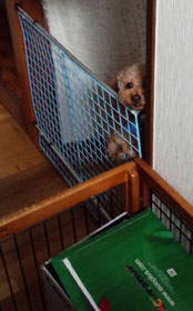 帰ったきゅん!!!1