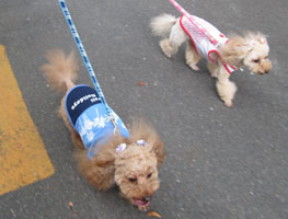 ご近所散歩へGO 2