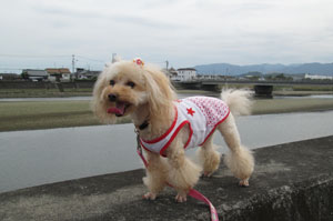 ご近所散歩へGO 9