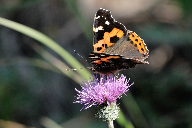 B20131013_022_1.jpg