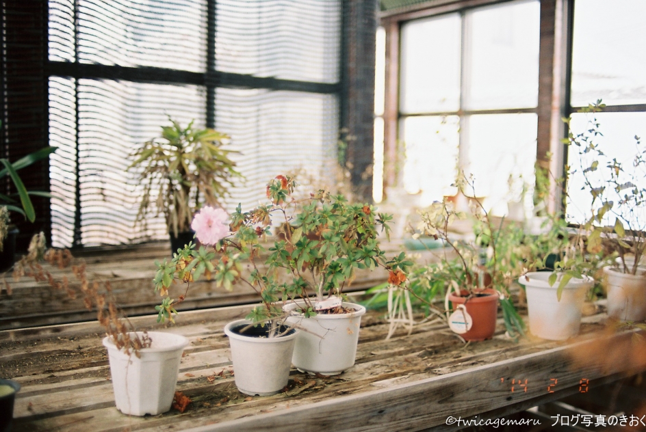温室の花2