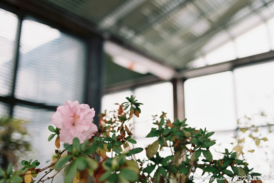 温室の花3
