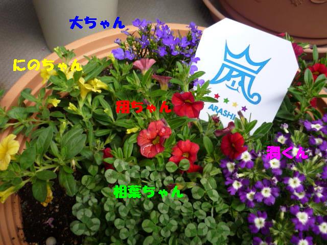寄せ植えの嵐
