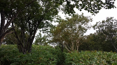 知床五湖散策