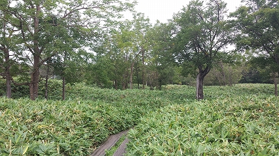 知床五湖短いコース