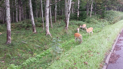 知床峠の野生鹿