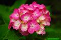 DSC_8862.jpg