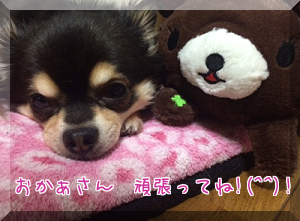 わんこ