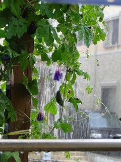 凄い雨