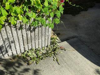 お庭写真
