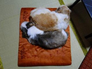 s-DSC07449_20110920231353.jpg