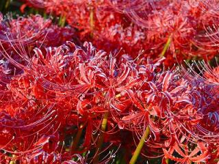 s-DSC07578.jpg