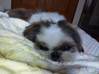s-SBSH0008_20110920160723.jpg