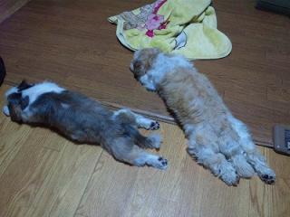 s-SBSH0011_20111014171543.jpg