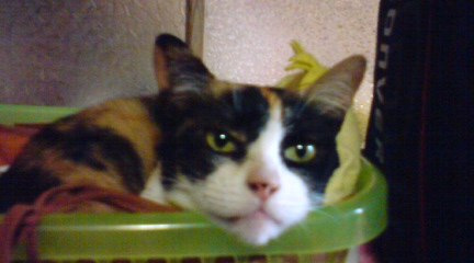 20131215163526 ミラ