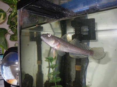 IMGP2337.jpg