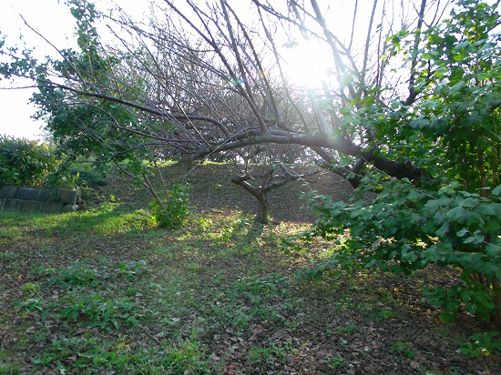 GEDC0337.jpg