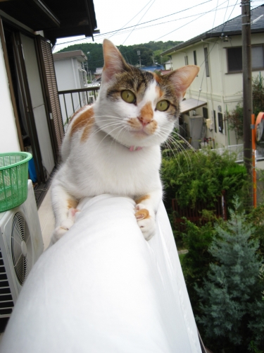 姫ちゃんはさみ