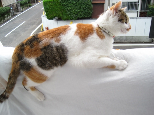 はさんでます