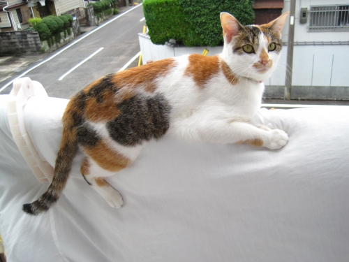 はさんでるのよ