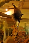 20131129e.jpg