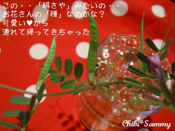 2013_4_26flower04.jpg