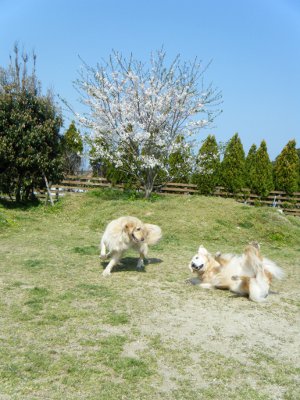 いつもの朝