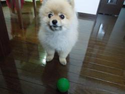 はよ、ボール