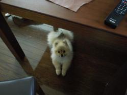 おやつですか?