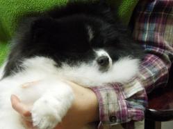 相変わらず、居眠りモード