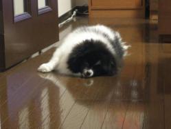 おきばりやす