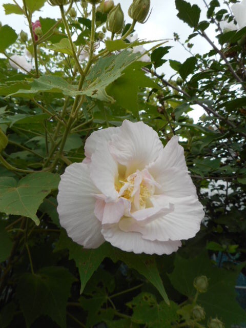 20140917184205eb0.jpg