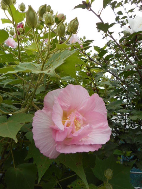 201409171842085b4.jpg