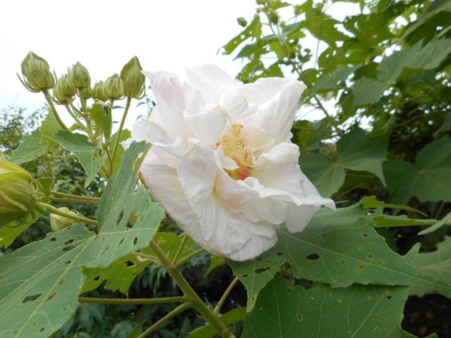 20140917191523bf0.jpg